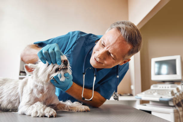 Best Pediatric Emergency Dentist in Durant, IA
